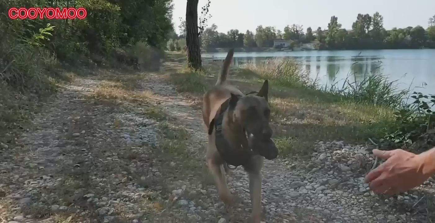 Chaleco Militar Táctico para Perros + Arnés y Correa - Pastor Alemán, Golden Retriever - Entrenamiento Profesional Premium
